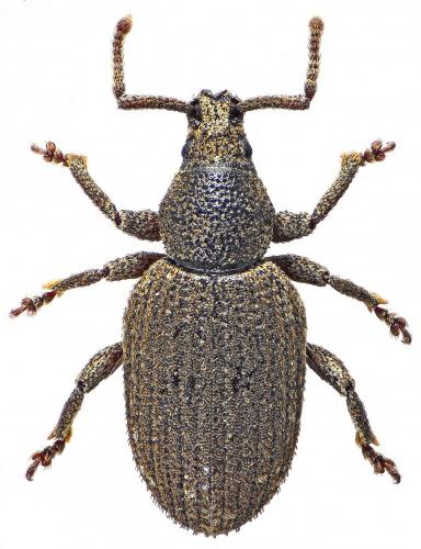 Réf. 197 371 : Heteromeira damryi
